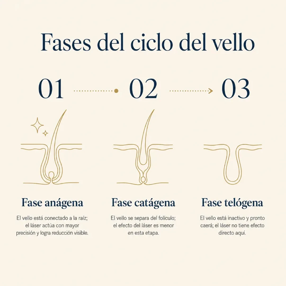 Infografía de las 3 fases del ciclo de crecimiento del vello: anágena, catágena y telógena