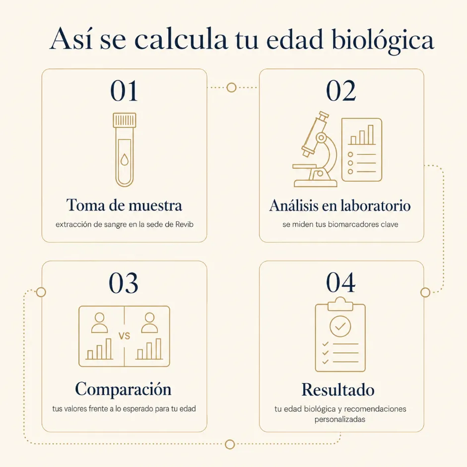 Infografía con los pasos para calcular la edad biológica: toma de muestra, análisis en laboratorio, comparación y resultado